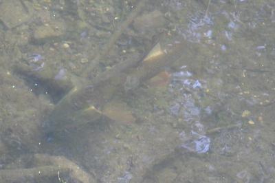 Barbeau fluviatile