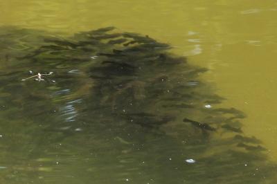Poisson-chat