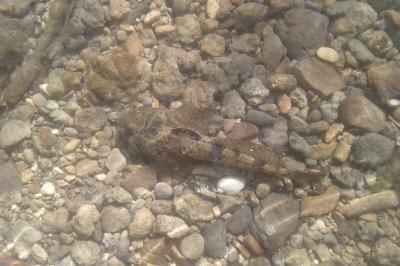 Cottus perifretum