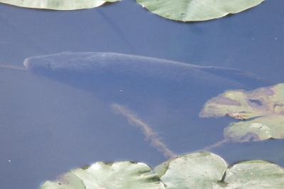 Cyprinus carpio