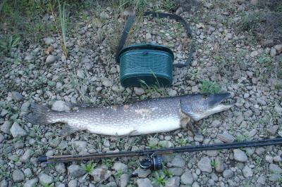 Esox lucius