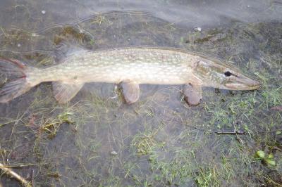 Esox lucius
