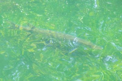 Esox lucius