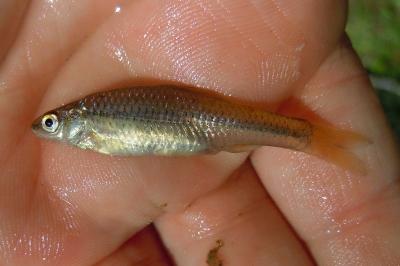 Pseudorasbora parva