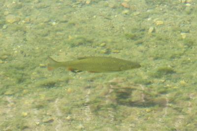 Rutilus rutilus