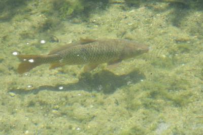 Cyprinus carpio