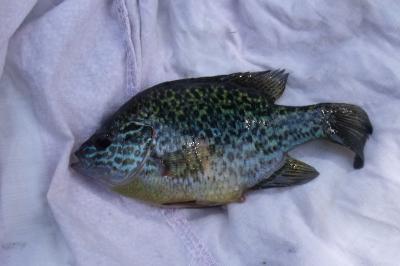 Lepomis gibbosus