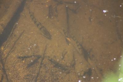 Perca fluviatilis