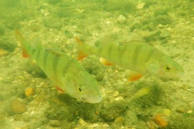Perca fluviatilis