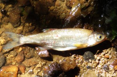 Alburnus alburnus