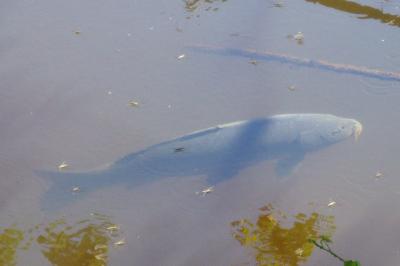 Cyprinus carpio