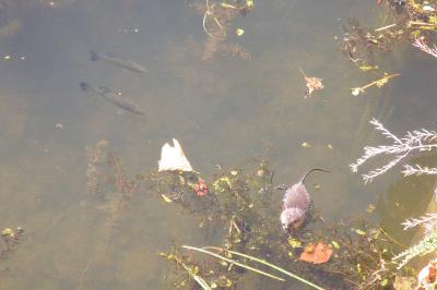 Micropterus salmoides