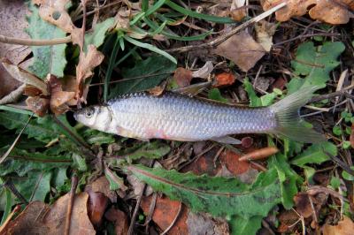Pseudorasbora parva