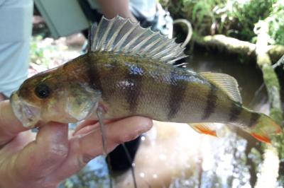 Perca fluviatilis