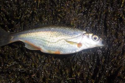 Alburnoides bipunctatus