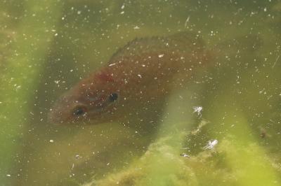 Lepomis gibbosus