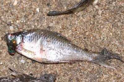 Scardinius erythrophthalmus
