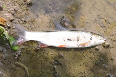 Chondrostoma nasus