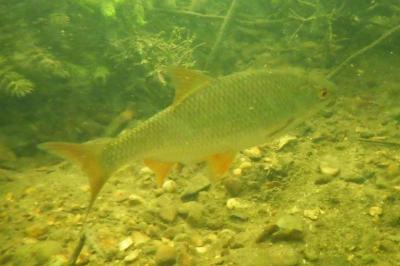 Rutilus rutilus