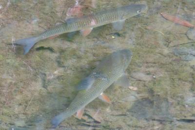 Squalius cephalus
