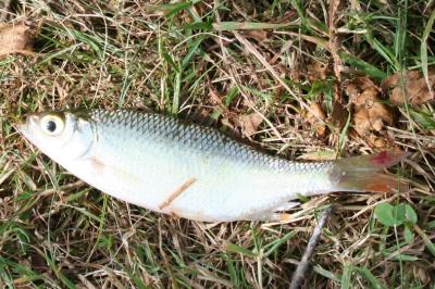 Scardinius erythrophthalmus