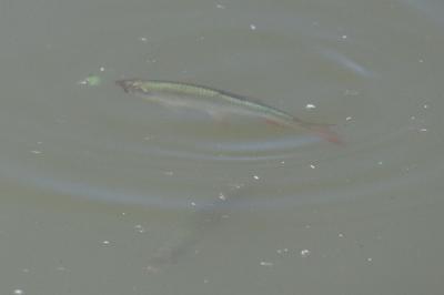 Rutilus rutilus