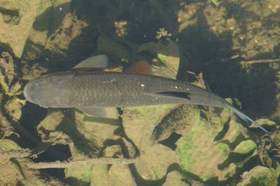 Squalius cephalus