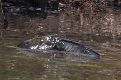 Cyprinus carpio