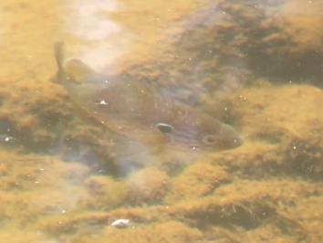 Lepomis gibbosus