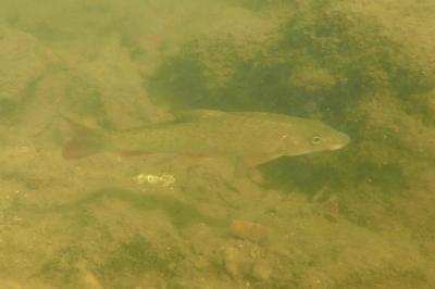 Barbeau fluviatile