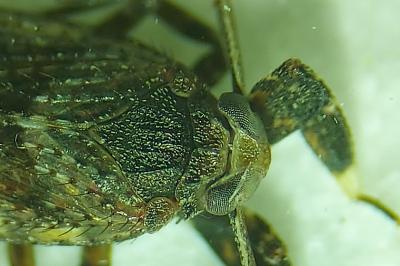 Asiraca clavicornis