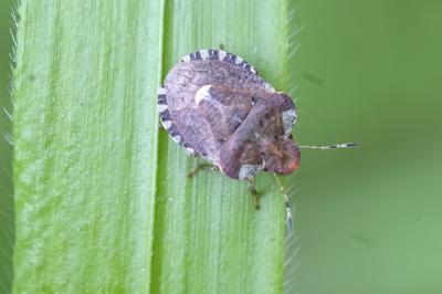 Dyroderes umbraculatus