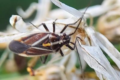 Horistus orientalis