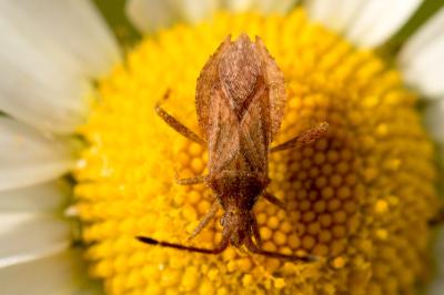 Coriomeris