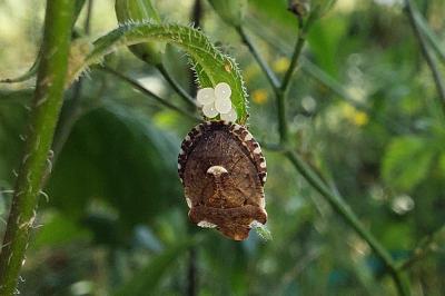 Dyroderes umbraculatus