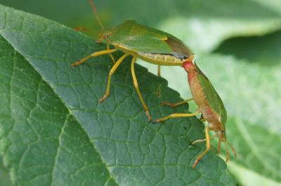 Palomena prasina