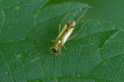 Campyloneura virgula