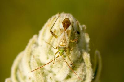 Adelphocoris lineolatus
