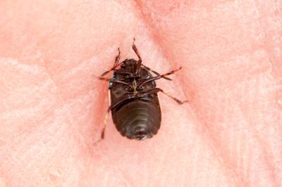 Adomerus maculipes