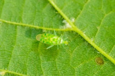 Malacocoris chlorizans