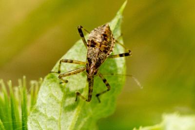 Himacerus apterus