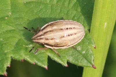 Aelia acuminata