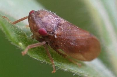 Iassus lanio