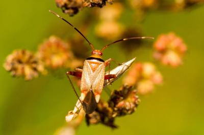Adelphocoris vandalicus