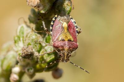 Dolycoris baccarum