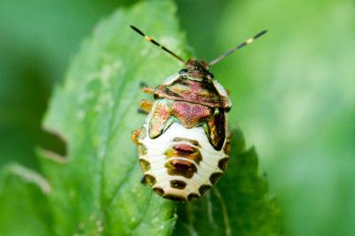 Troilus luridus