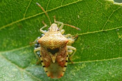 Elasmucha grisea