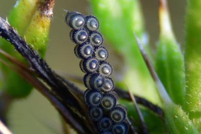 Piezodorus lituratus