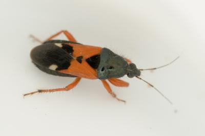 Prostemma guttula