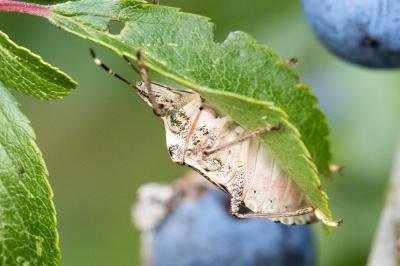 Halyomorpha halys